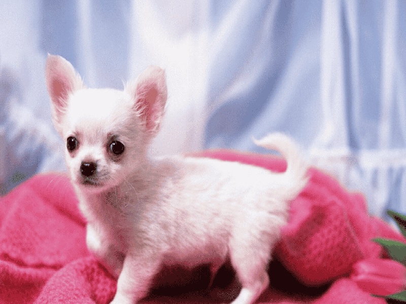 试管加金属颗粒深圳妇儿医院试管在北京做试管