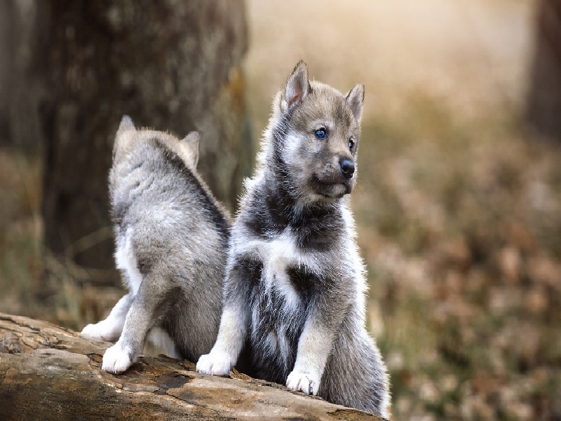试管刚怀孕流血试管破了修补方法试管卵泡很少怎么提高