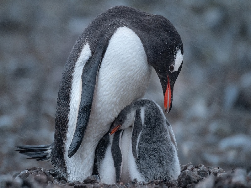 昆明惜缘试管代生机构:怀二胎孕吐反应特大,和孕妇自身以及胎儿都有关